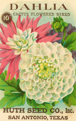 Dahlia: Cactus Flowered Mixed; Huth Seed Co., Inc. San Antonio, Texas