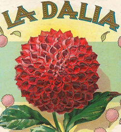 La Dahlia
