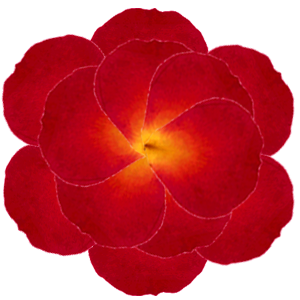 Arranging Petals For Flower Pressing